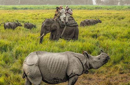 Safari Zones In Kaziranga National Park Kaziranga Safari Zone Safari