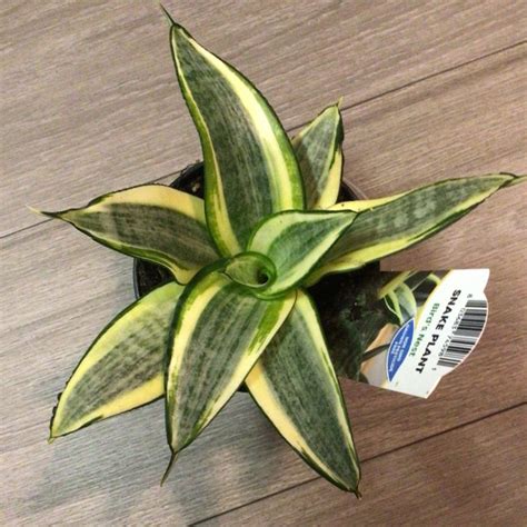 Sansevieria Trifasciata Golden Hahnii Golden Bird S Nest Snake Plant