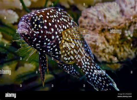 The Comet Or Marine Betta Calloplesiops Altivelis Is A Species Of