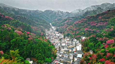 安徽黄山歙县卖花渔村梅花盛开航拍3840x2160高清视频素材下载编号7328021实拍视频光厂vj师网