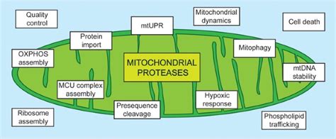 M Aaa Proteases Mitochondrial Calcium Homeostasis And