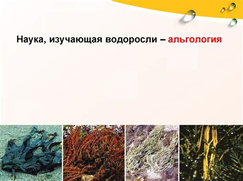 Водоросли - online presentation