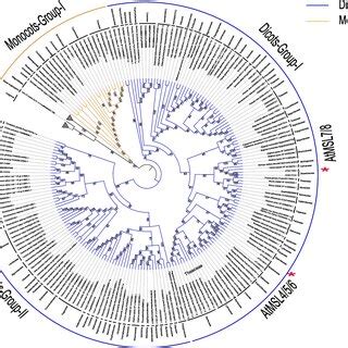 Phylogenetic Relationship Within The Msl Clade Only Selected