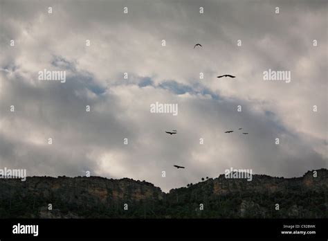 Vultures circling prey hi-res stock photography and images - Alamy