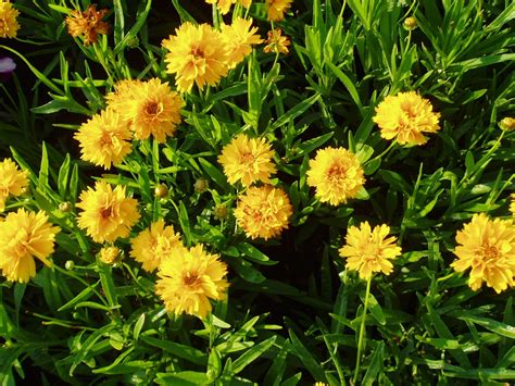 Coreopsis Early Sunrise | All-America Selections