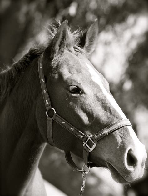 Black And White Horse Photo