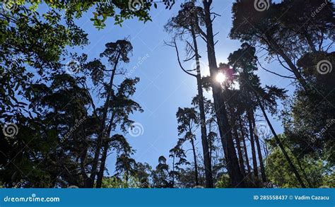 The Sun Shines Through The Crowns Of Tall Trees In A Park In Lisbon