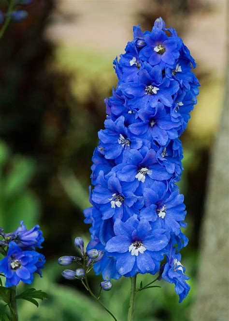 Hd Wallpaper Blue Delphinium Flower In Close Up Photography Larkspur Flowers Wallpaper Flare