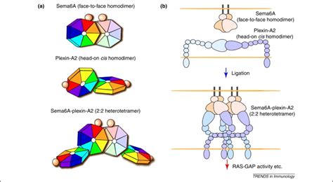 Diverse Roles For Semaphorinplexin Signaling In The Immune System