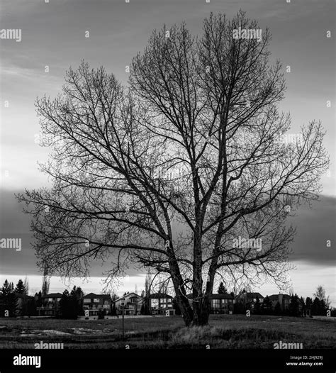 White Tree Hi Res Stock Photography And Images Alamy