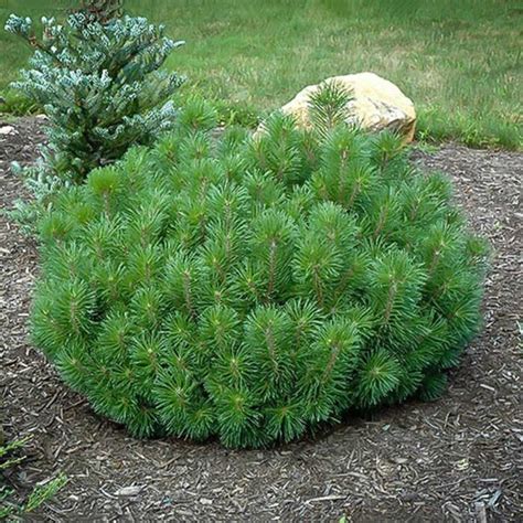 DWARF MUGO PINE - Foothills Nurseries