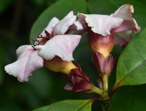 Strophanthus Gratus Flecker Botanic Garden Cairns QLD Flickr