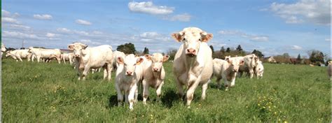 La Liste Des Noms En 0 Pour 2018 Est Disponible Herd Book Charolais