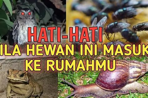 10 Hewan Ini Jika Masuk Rumah Ada Maknanya Pertanda Kematian Hingga