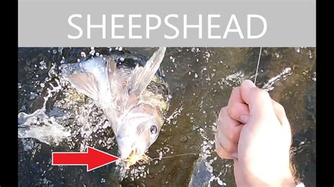 Using Artificial Crabs To Catch Sheepshead On Tampa Bay Wade Fishing