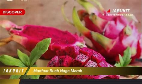 Temukan 7 Manfaat Buah Naga Merah Yang Wajib Kamu Intip