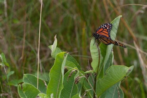 Image Libre Papillon Monarque De Pr S Macro Orange Insecte