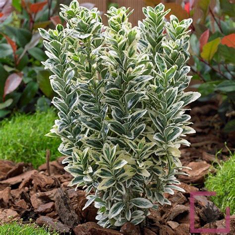 Euonymus Japonicus White Spire ® Cesp Vivai Marche