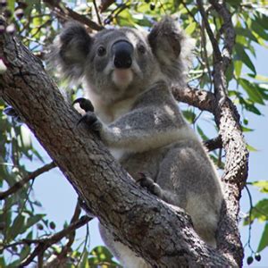 Eucalyptus Propinqua Small Fruited Grey Gum Seed X 5gm Approx 1800