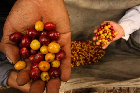 VARIEDADES DEL CAFÉ Y SU ADAPTACIÓN EN BOLIVIA Colonia de los Yungas