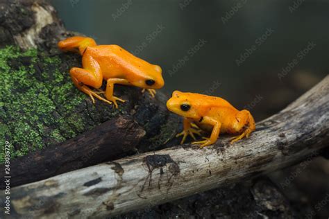 Golden Mantella Mantella Aurantiaca Stock Photo Adobe Stock