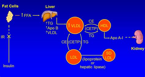 Etx Lipids Ch11 Fig1 Endotext