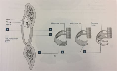 Intercostal Muscles Diagram | Quizlet