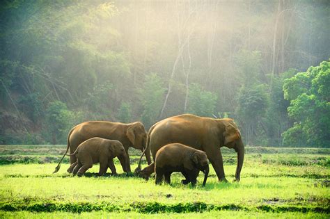 Do Asian Elephants Experience Menopause - Dr. Carin Bondar