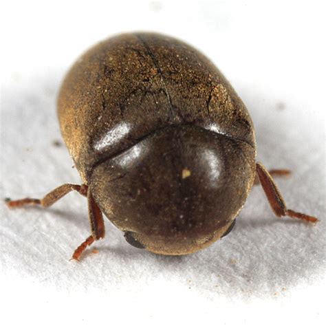 Small Brown Beetle Tricorynus Bugguidenet