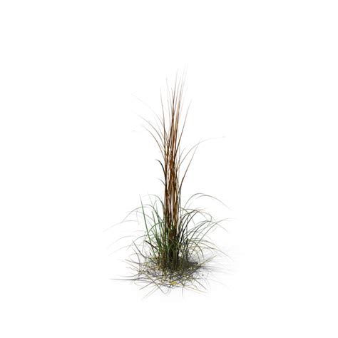 miscanthus png 10 free Cliparts | Download images on Clipground 2024