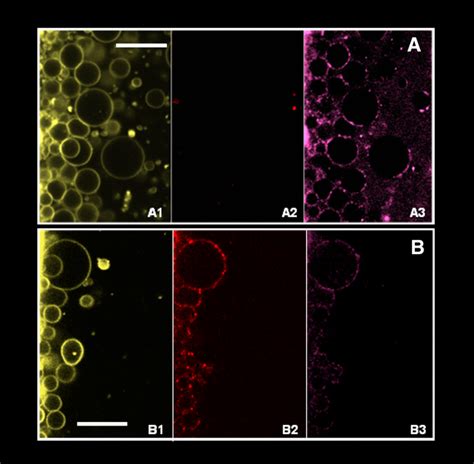 Figure From Giant Unilamellar Vesicles Electroformed From Native