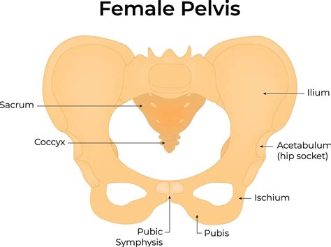 female pelvis anatomy diagram  labeled bones diagram