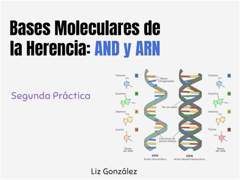 Bases Moleculares De La Herencia And Y Arn Liz González Udocz