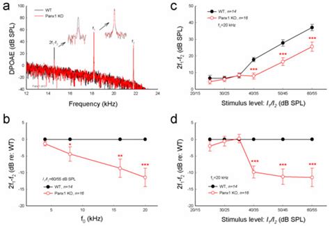 Ijms Free Full Text Knockout Of Pannexin 1 Induces Hearing Loss