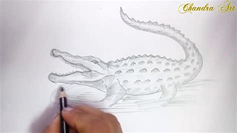 Top 77+ pencil sketch of crocodile latest - seven.edu.vn