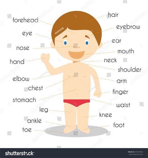 Human Body Parts Vocabulary Vector Illustration Vector De Stock Libre