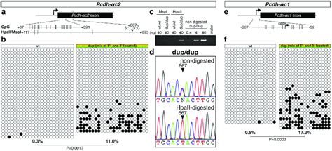 Tandem Duplication Increases The Dna Methylation Of Pcdh Ac And