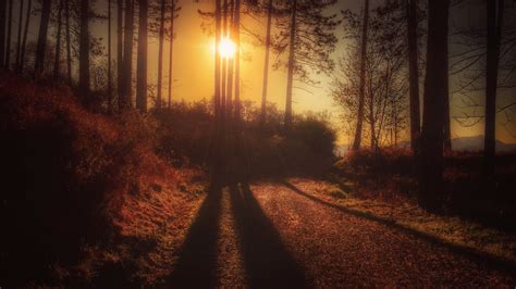 Fond d écran lumière du soleil forêt le coucher du soleil nuit la