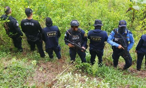 Agentes decomisan 150 arbustos coca en Colón Extra Digital Honduras