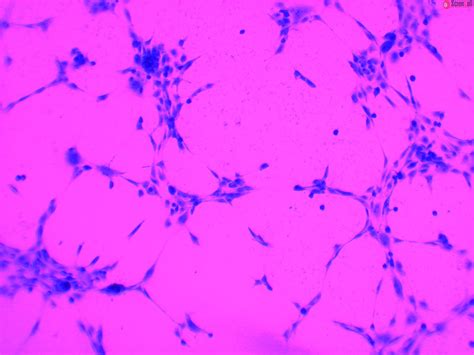 8158 Sc In Vitro Tube Formation Assay Biotrend