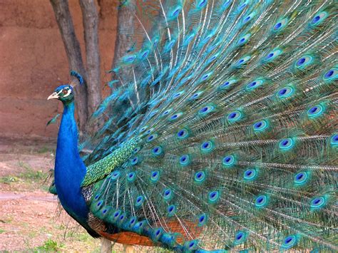 Pavo Real Rueda Colores - Foto gratis en Pixabay - Pixabay