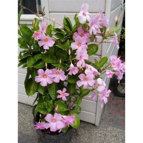 Jual Tanaman Hias Rambat Alamanda Mandevilla Bunga Pink Shopee Indonesia