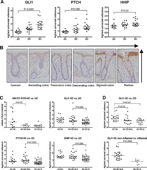 Expression Of Hh Signalling Components In The Healthy Human Adult Colon