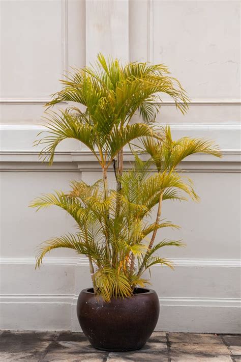 Dypsis Lutescens Plant in a Pot.Common Name Golden Cane Palm,Areca Palm ...