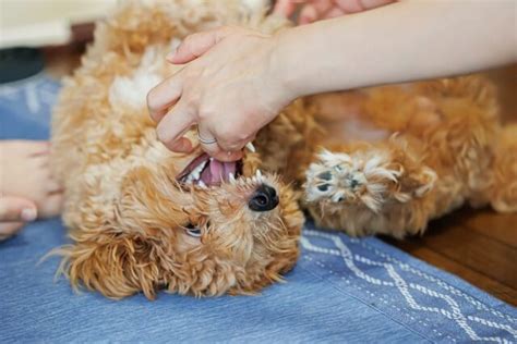 犬のしつけ 噛む行動の解決方法と対処法 犬のしつけの基本と効果的な方法