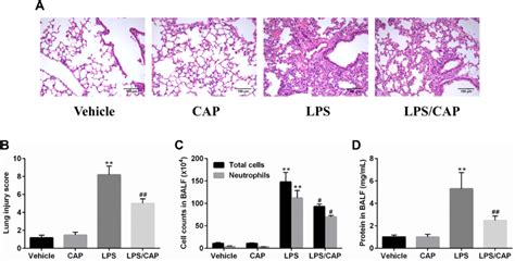 Capsaicin Cap Treatment Attenuates Lipopolysaccharide Lps Induced