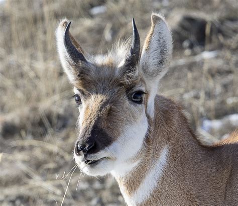 Pronghorn Face Roads End Naturalist