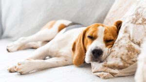 Why Does My Dog Whimper While Sleeping? Understanding Causes – PawSafe