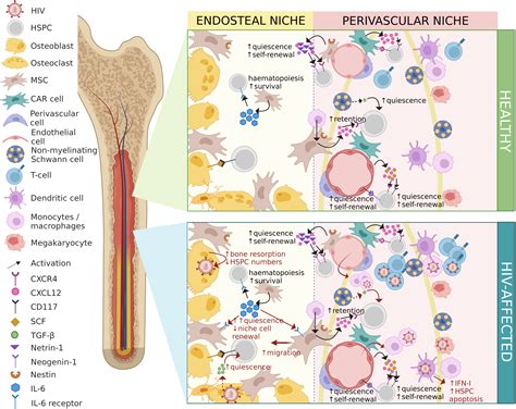 Frontiers Consequences Of HIV Infection In The Bone Marrow