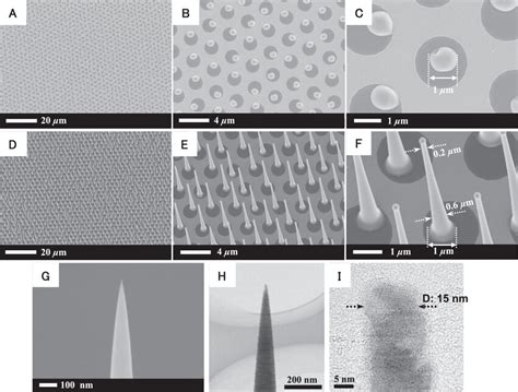 Site Defined InP Nanowires With Nanowire Diameter Modulated From